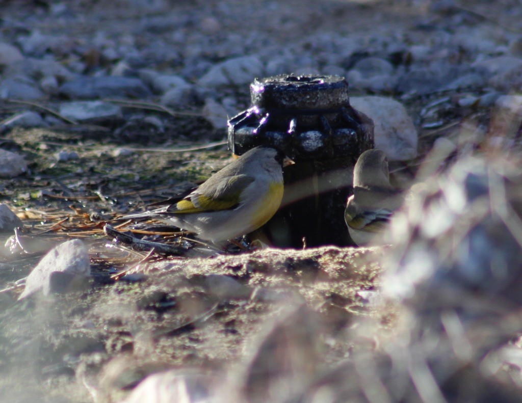 Lawrence's Goldfinch - ML132529071