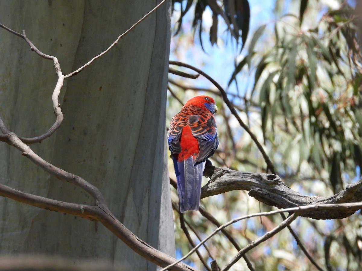 Crimson Rosella - ML132530801