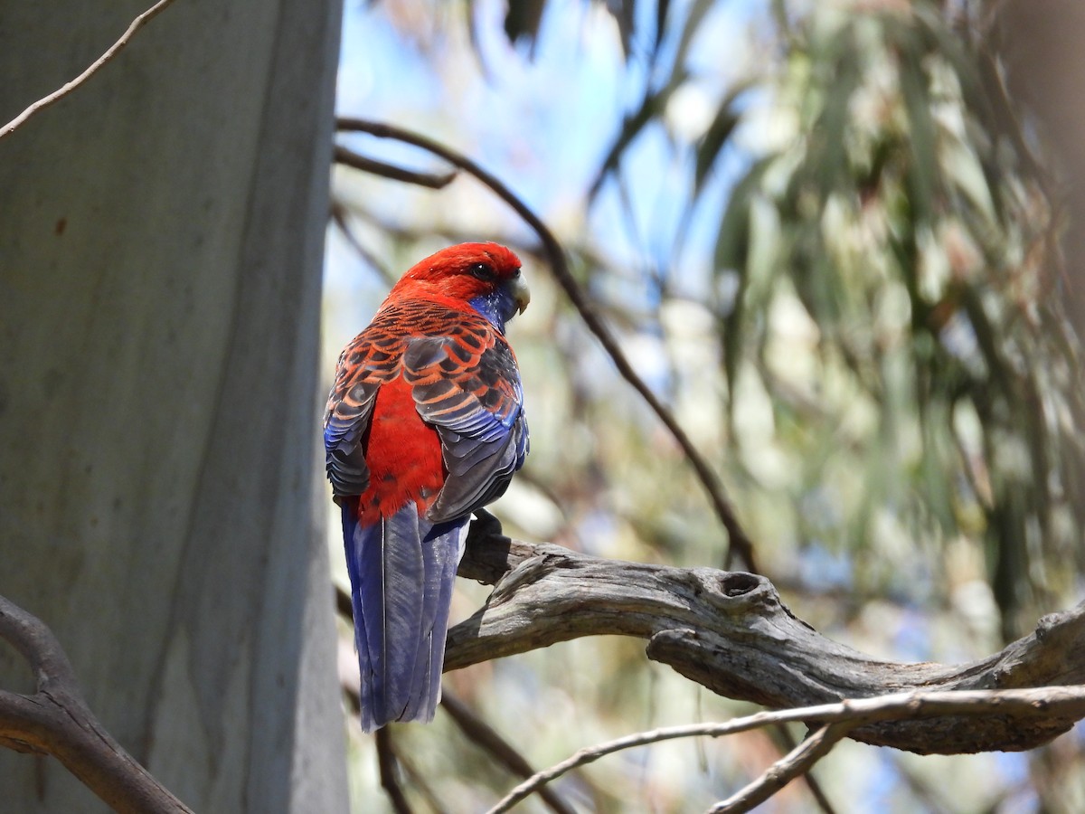 Crimson Rosella - ML132530811