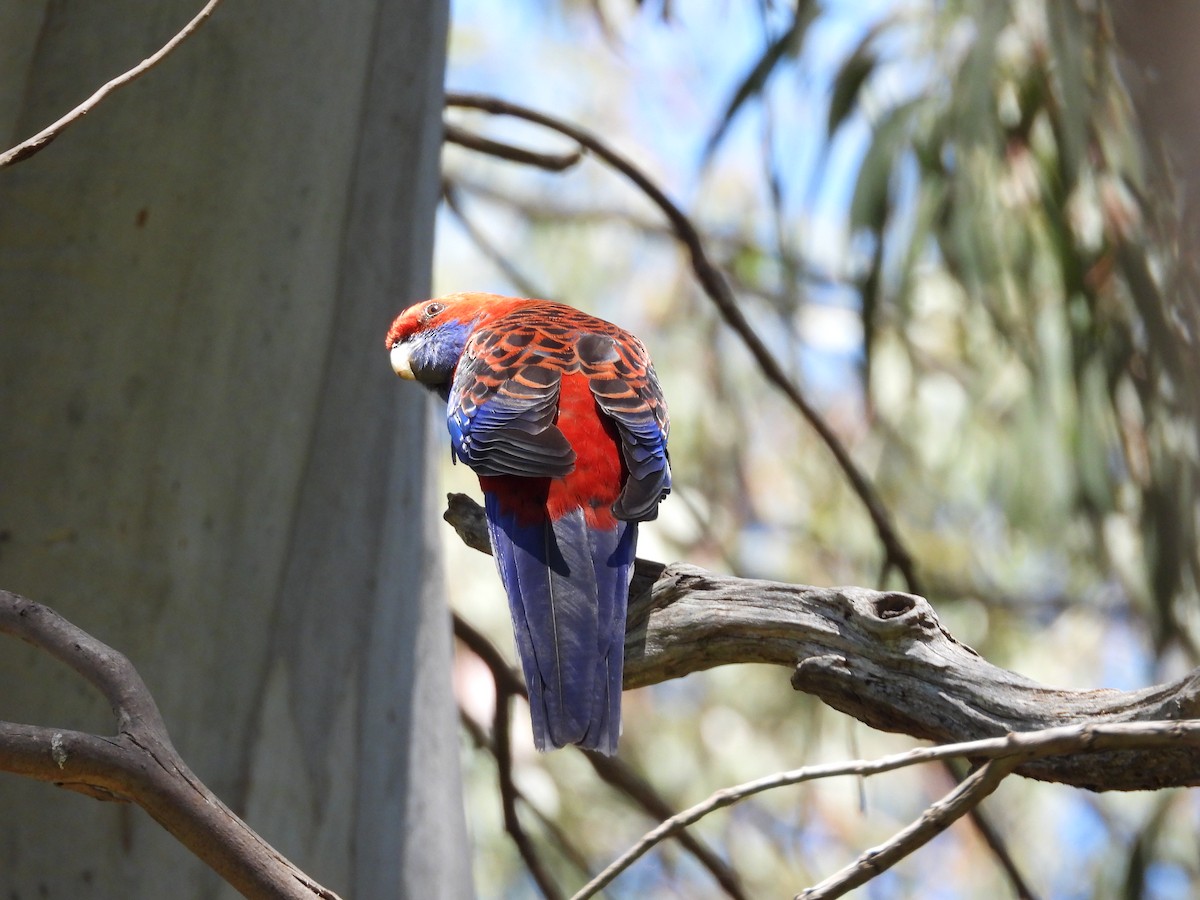 Crimson Rosella - ML132530821