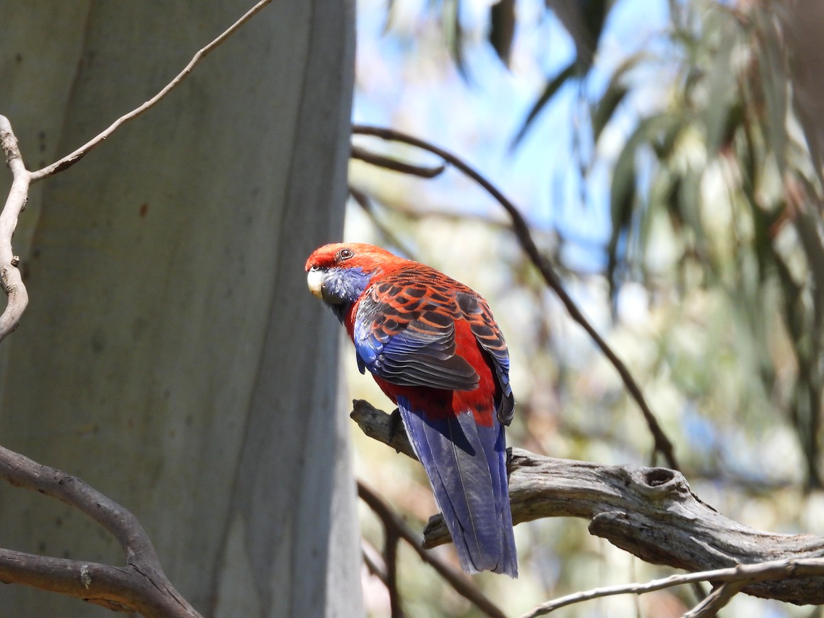 Crimson Rosella - ML132530881