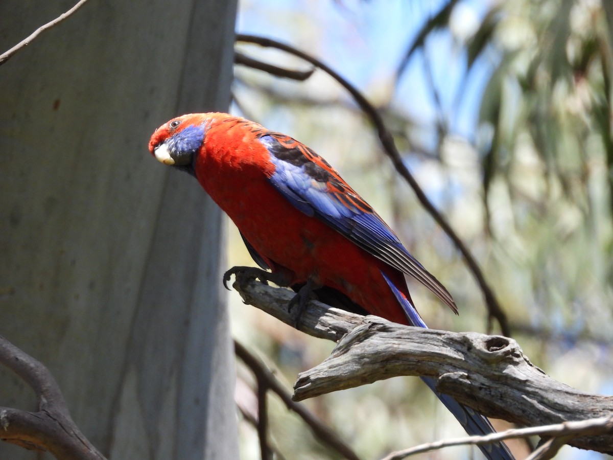 Crimson Rosella - ML132530891