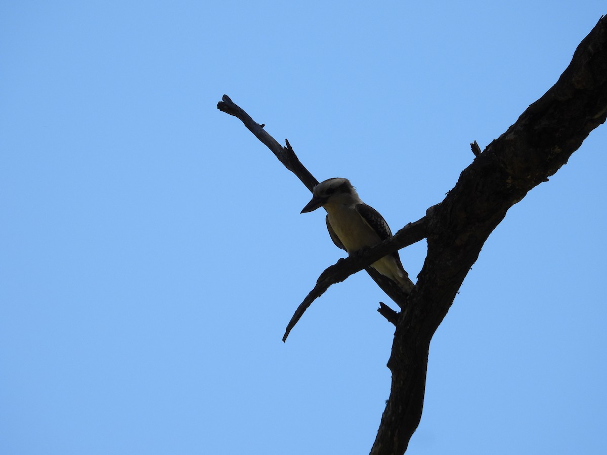 Laughing Kookaburra - ML132531601