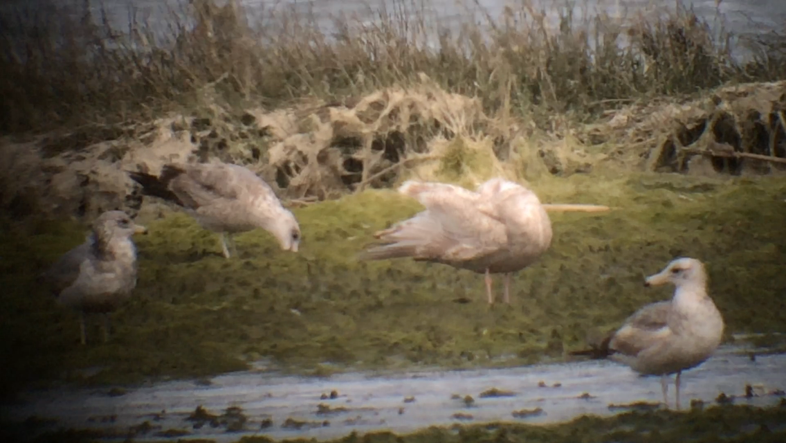 Gaviota Groenlandesa (thayeri) - ML132531611