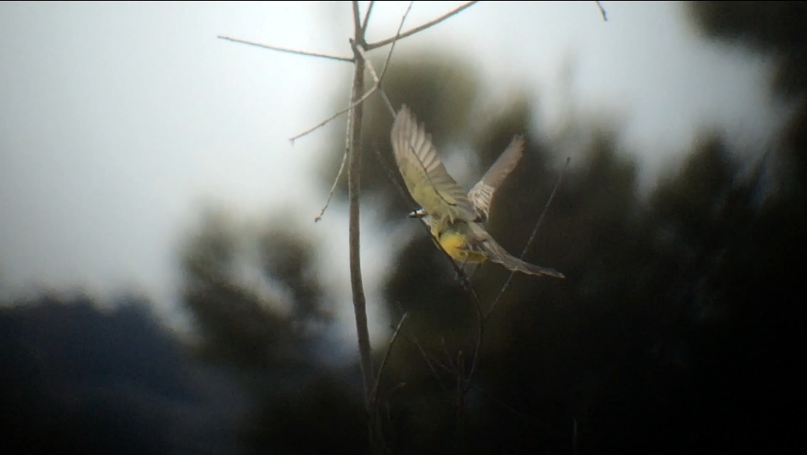 Tropical Kingbird - ML132531661