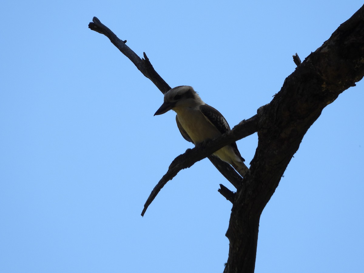 Laughing Kookaburra - ML132531921