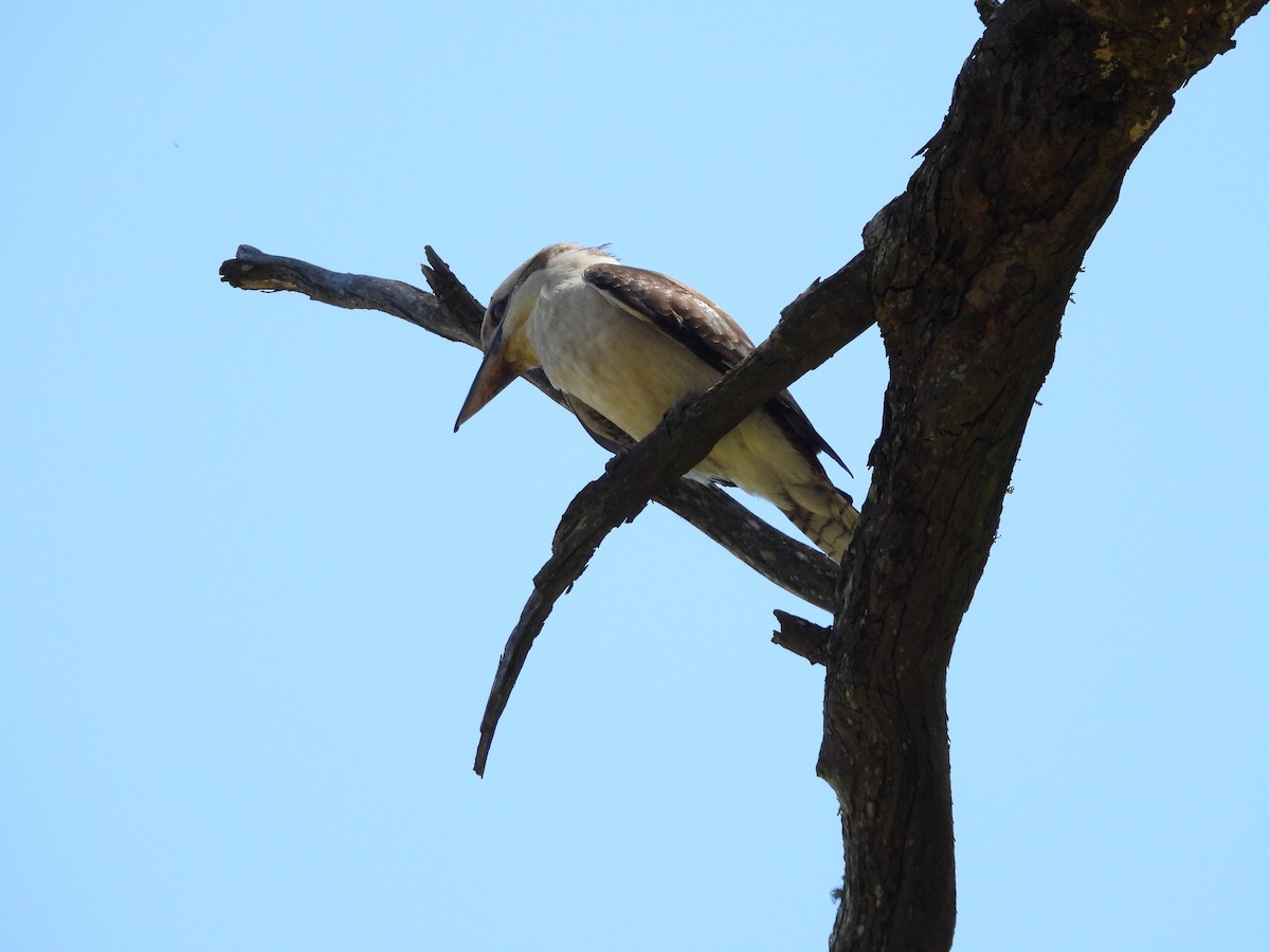 Laughing Kookaburra - ML132532011