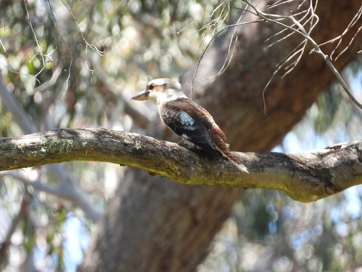 Laughing Kookaburra - ML132532121