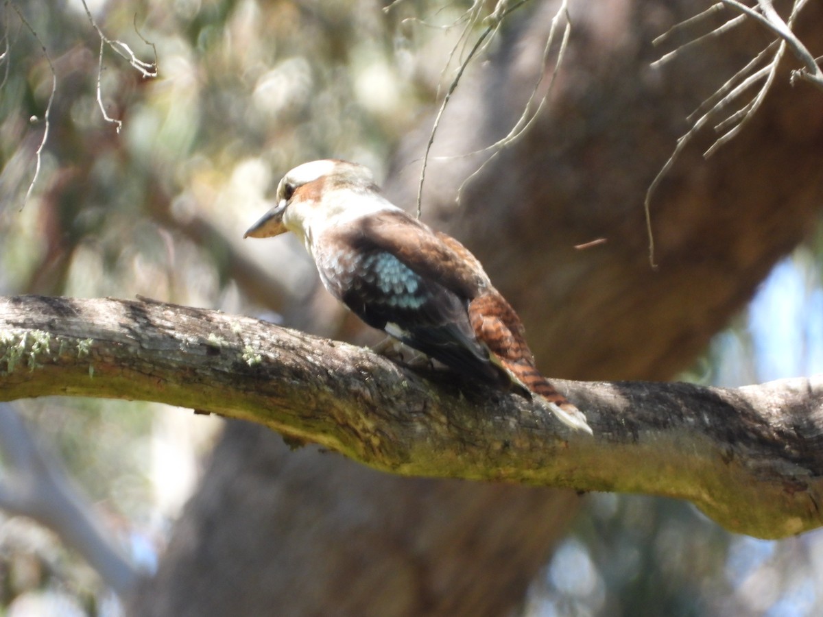 Laughing Kookaburra - ML132532131