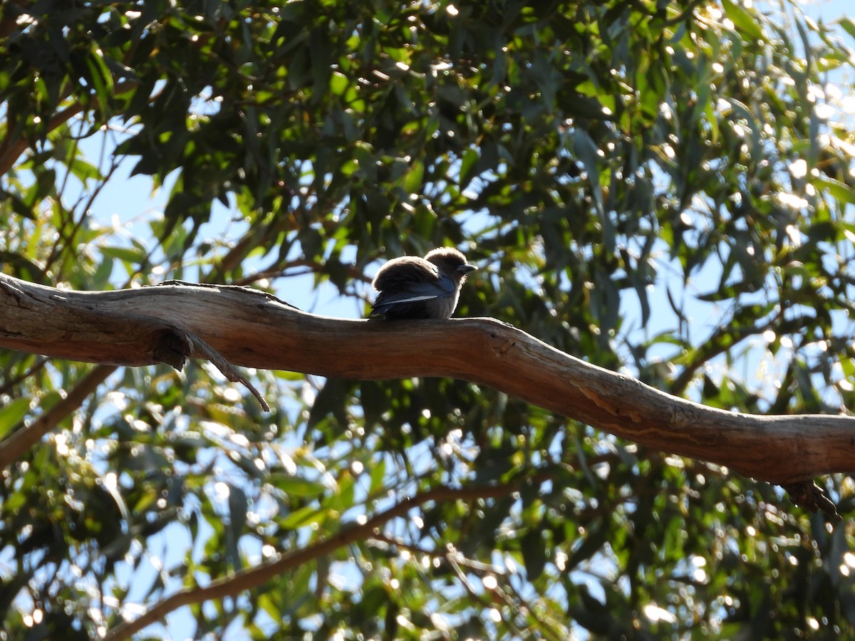 Dusky Woodswallow - ML132532381