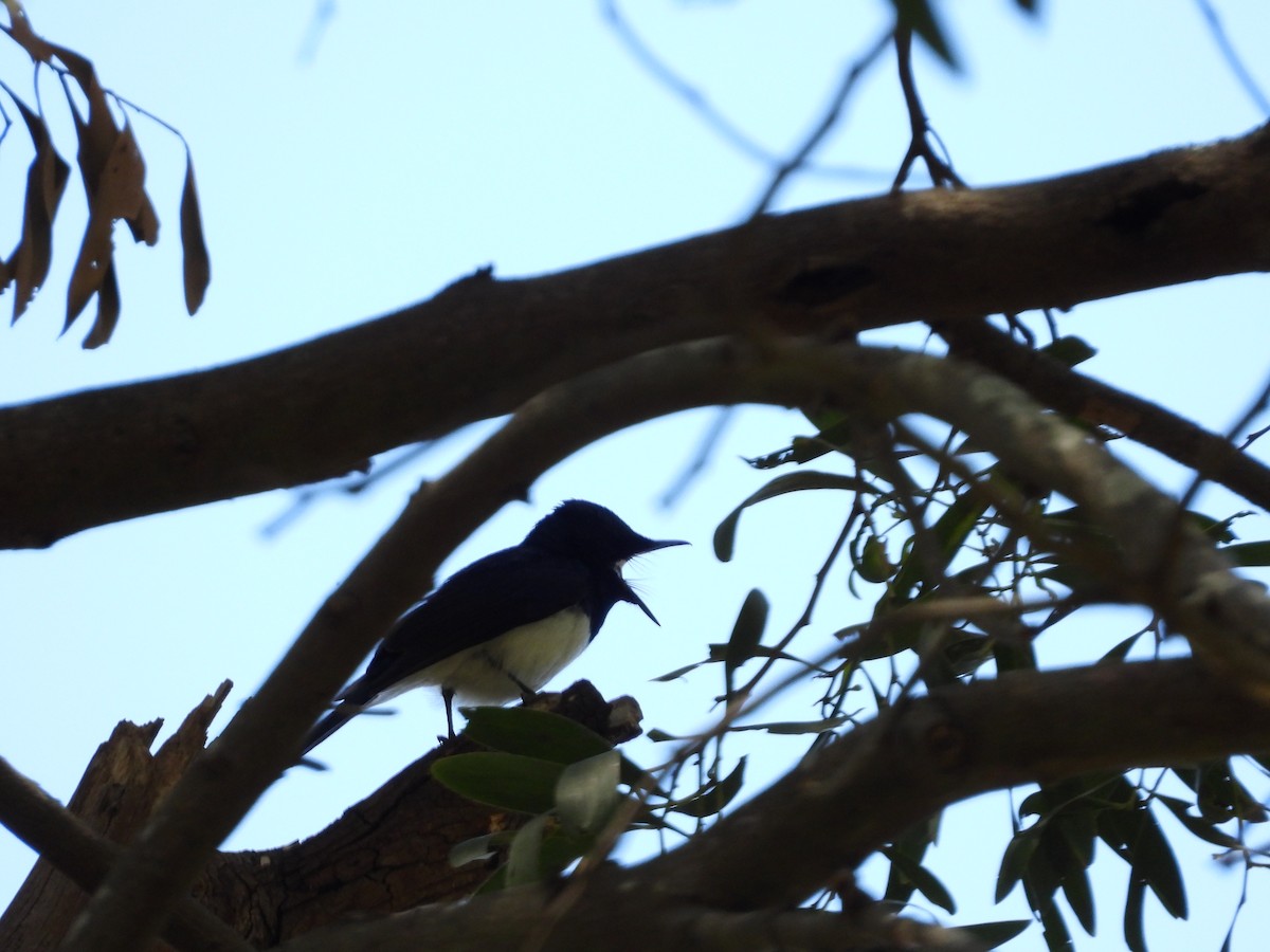 Satin Flycatcher - ML132532671