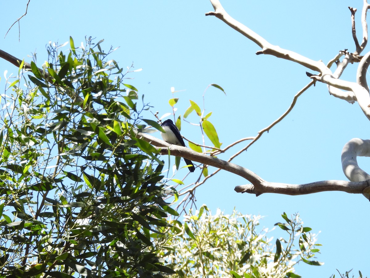 Satin Flycatcher - ML132532761