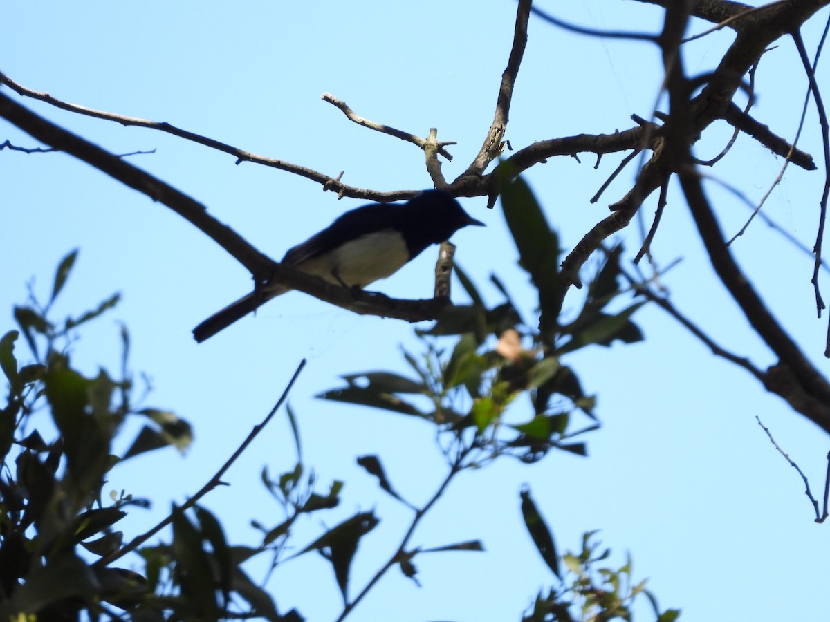 Satin Flycatcher - ML132532781