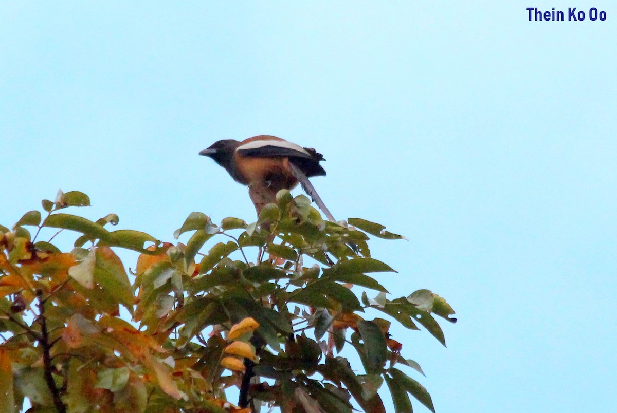 Rufous Treepie - Mandalay In Bloom (MIB) Travel Agency