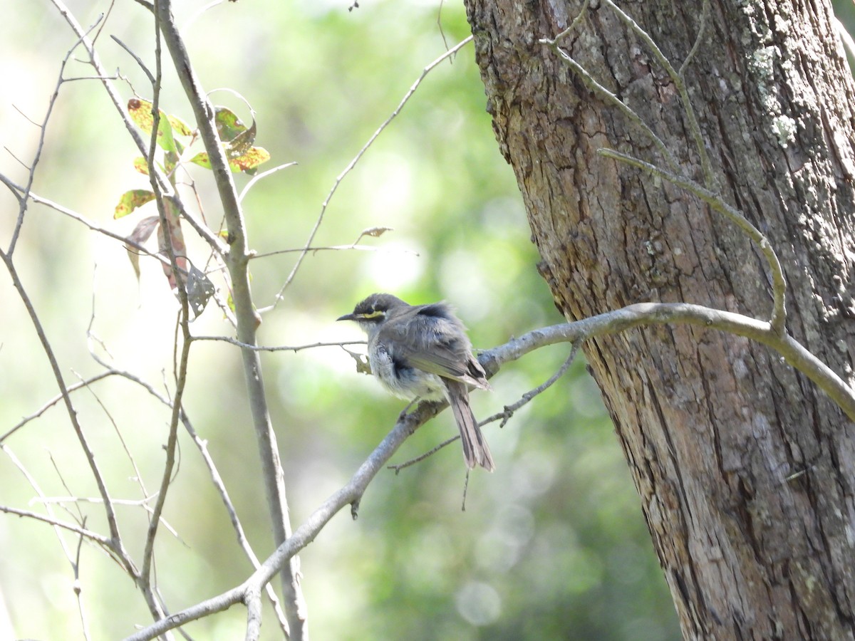 Yellow-faced Honeyeater - ML132533351