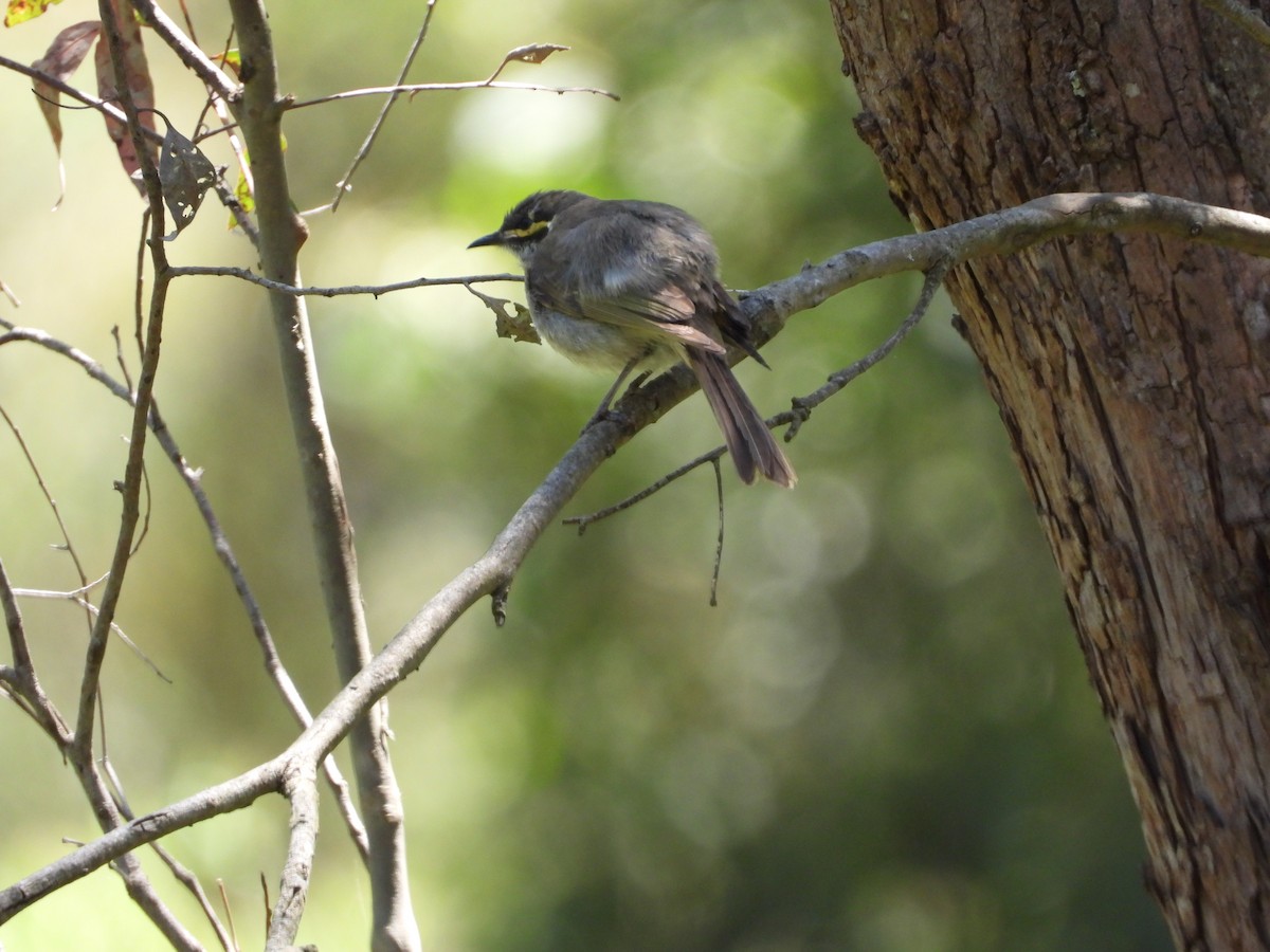 Yellow-faced Honeyeater - ML132533401