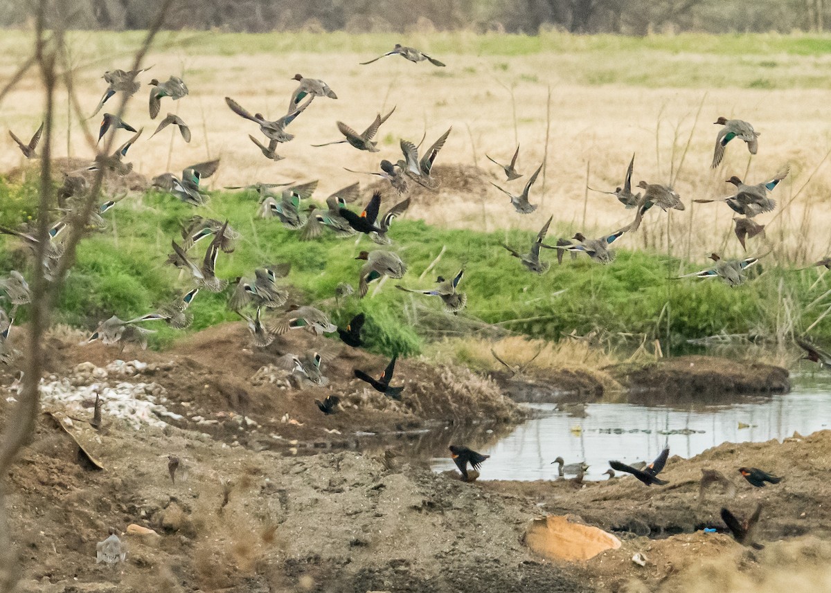 Green-winged Teal - ML132534231