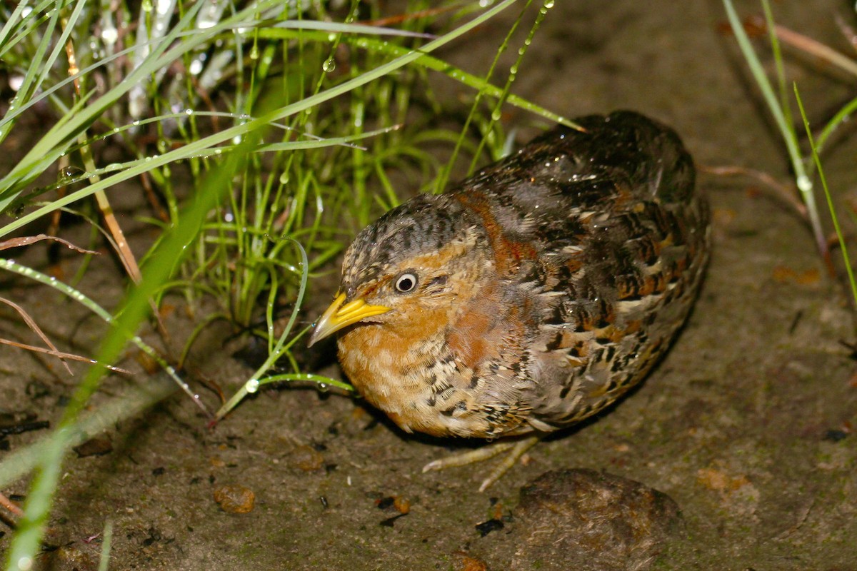 Red-backed Buttonquail - Chris Wiley