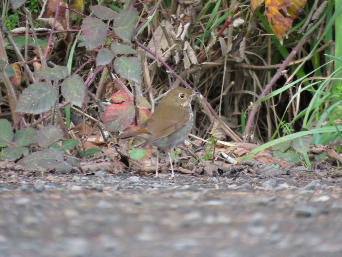 Hermit Thrush - ML132534641