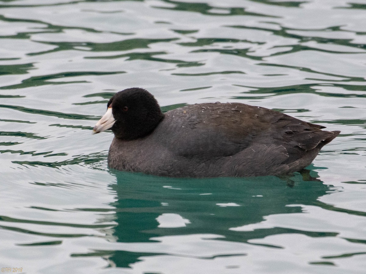 American Coot - T I