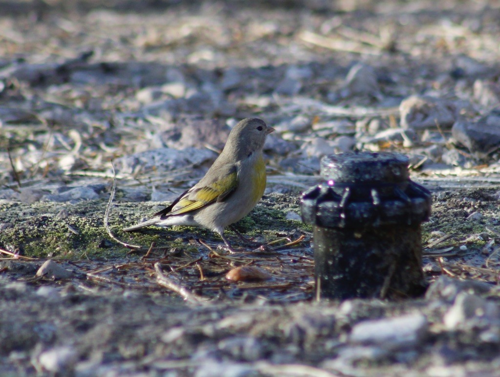 Lawrence's Goldfinch - ML132535541