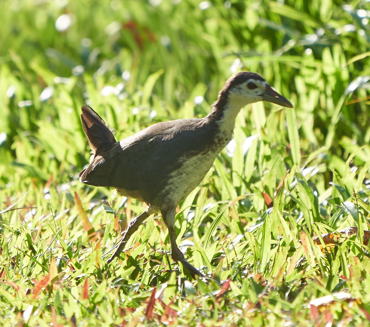 White-breasted Waterhen - Steven Cheong