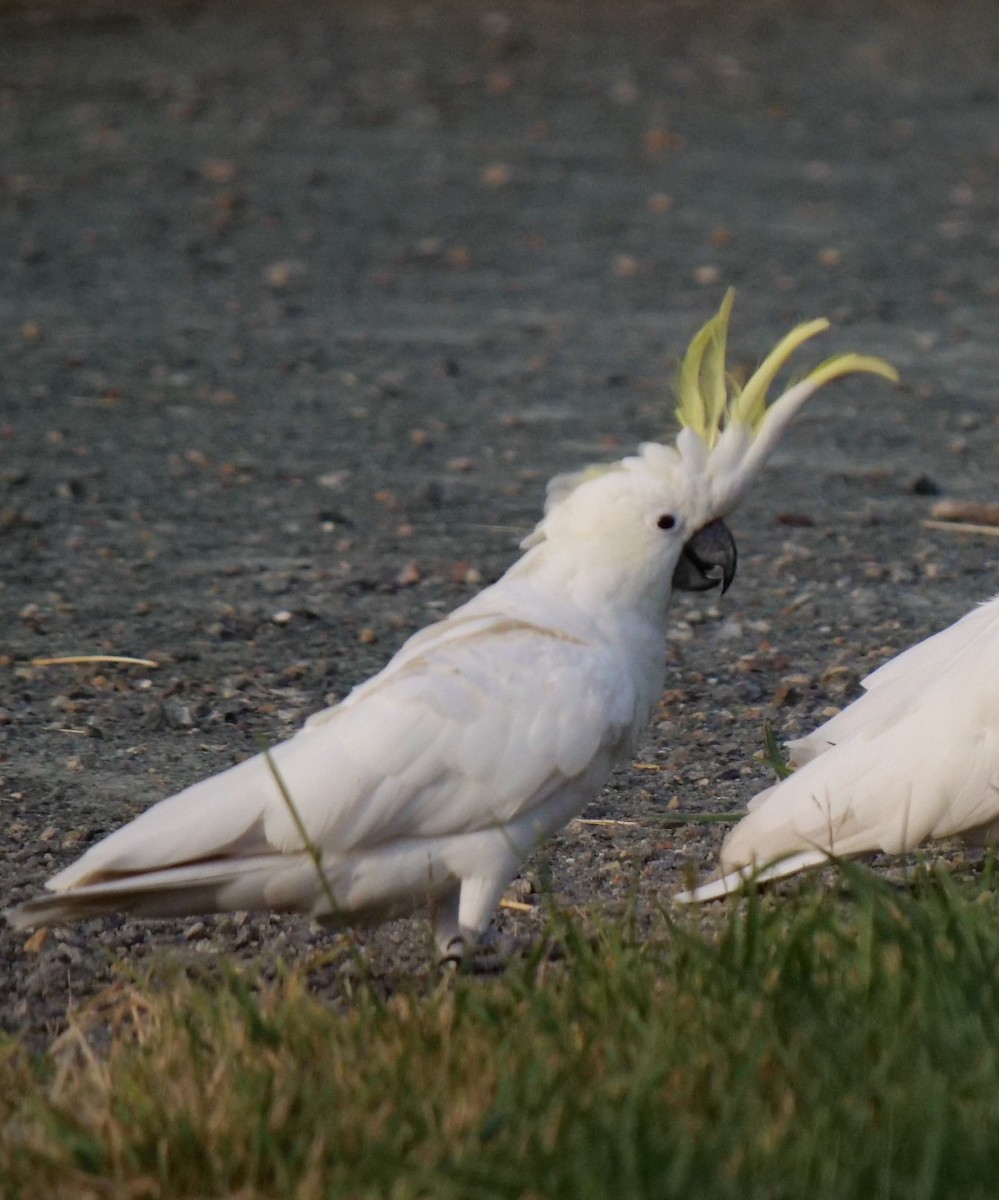 Sulphur-crested Cockatoo - ML132536861