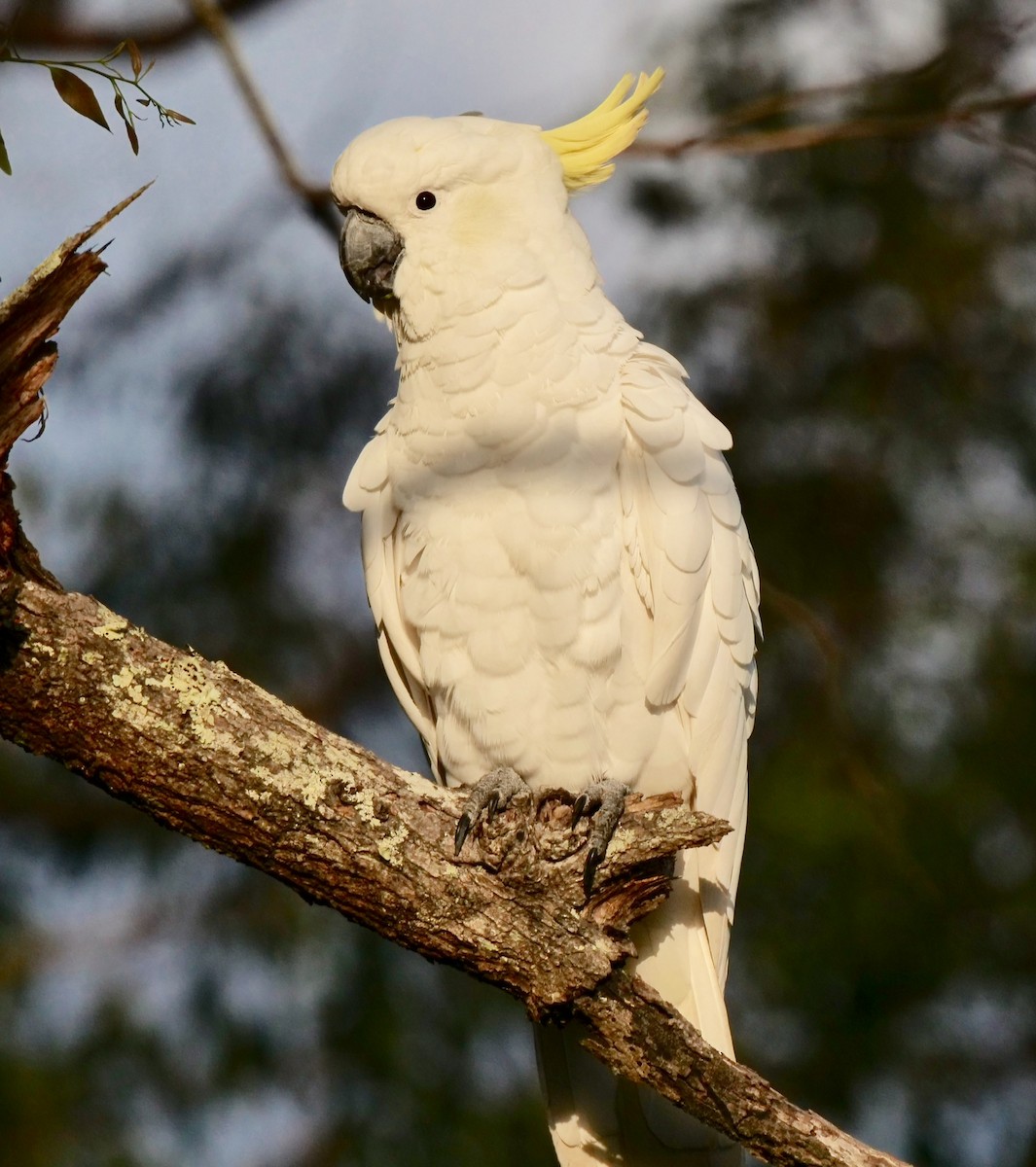 Sulphur-crested Cockatoo - Peter Lowe