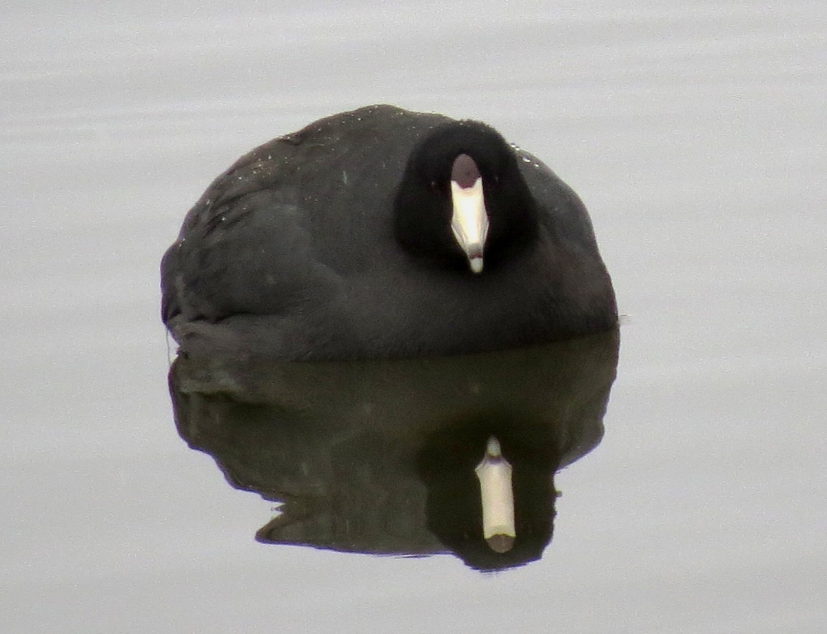 American Coot (Red-shielded) - Diane Drobka