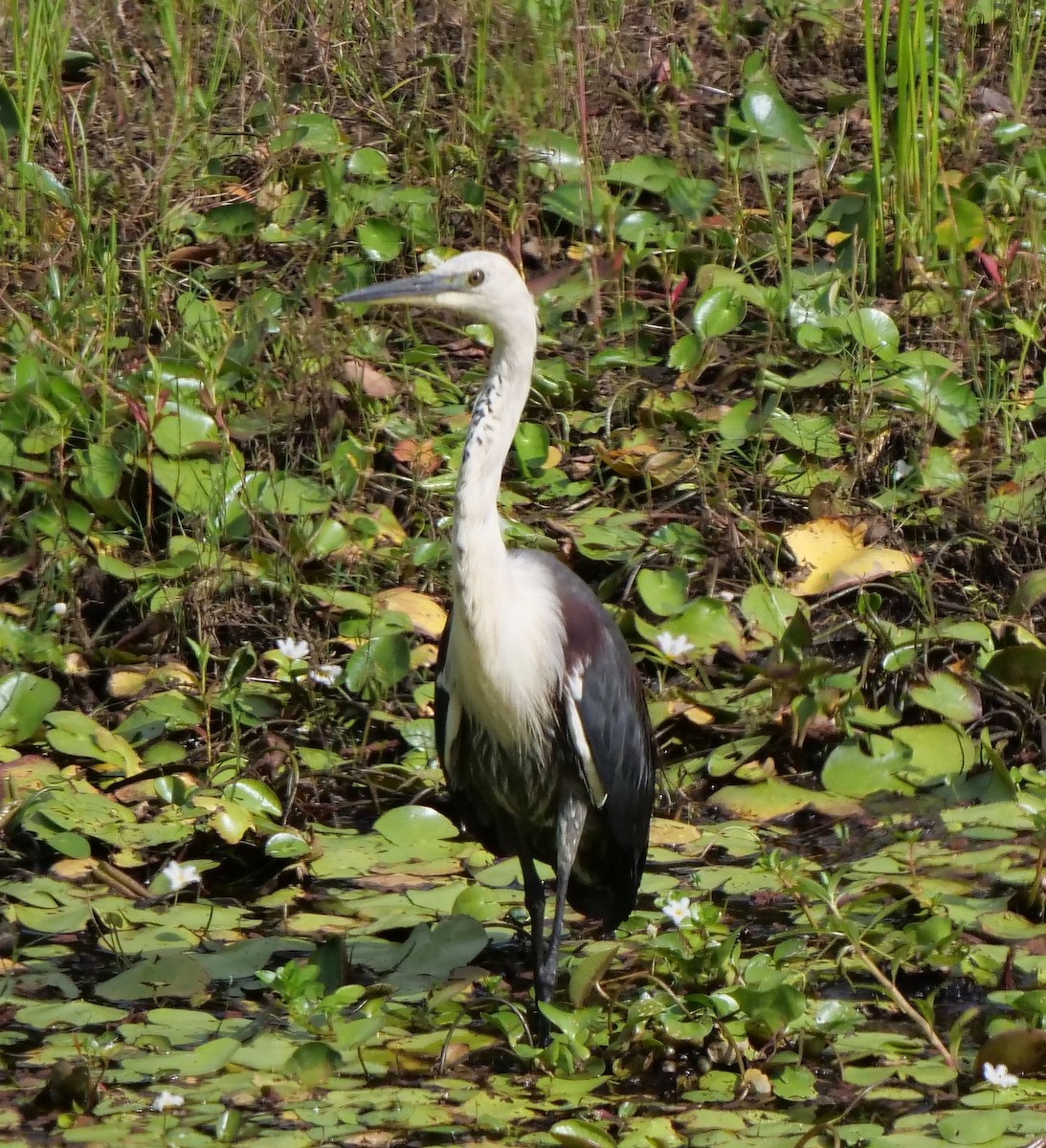 Pacific Heron - ML132538701