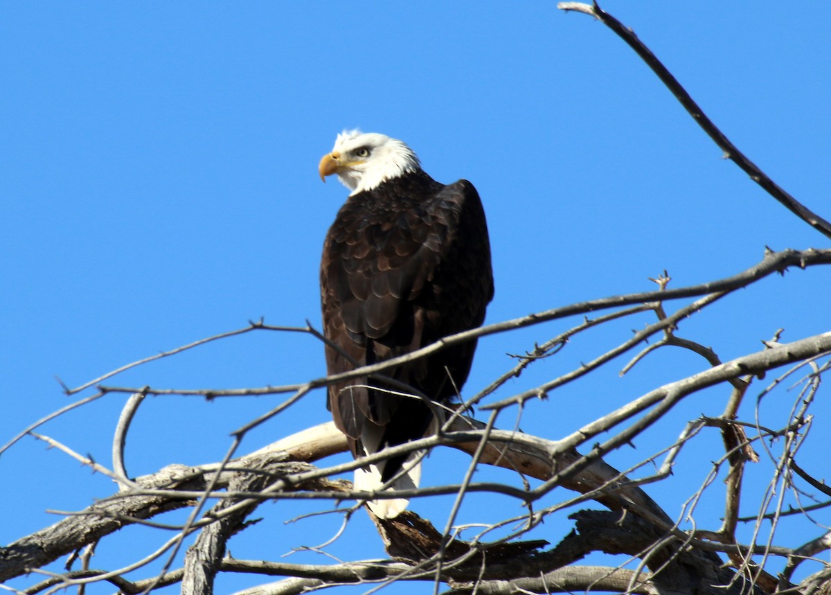 Weißkopf-Seeadler - ML132539331