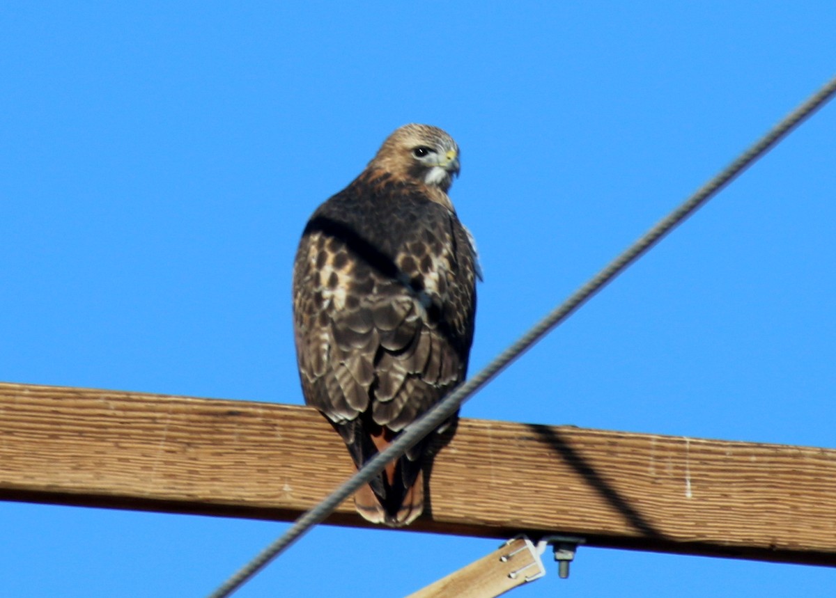 Rotschwanzbussard - ML132539501