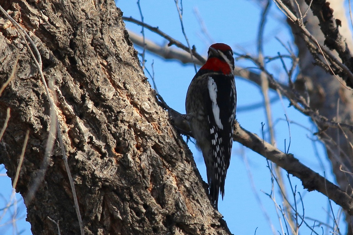 Red-naped Sapsucker - Michele Swartout