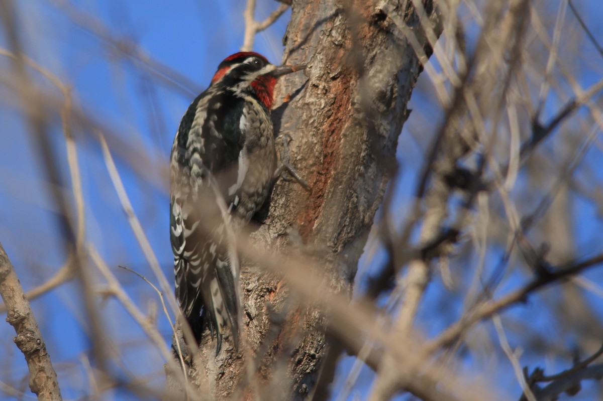 Red-naped Sapsucker - ML132539551