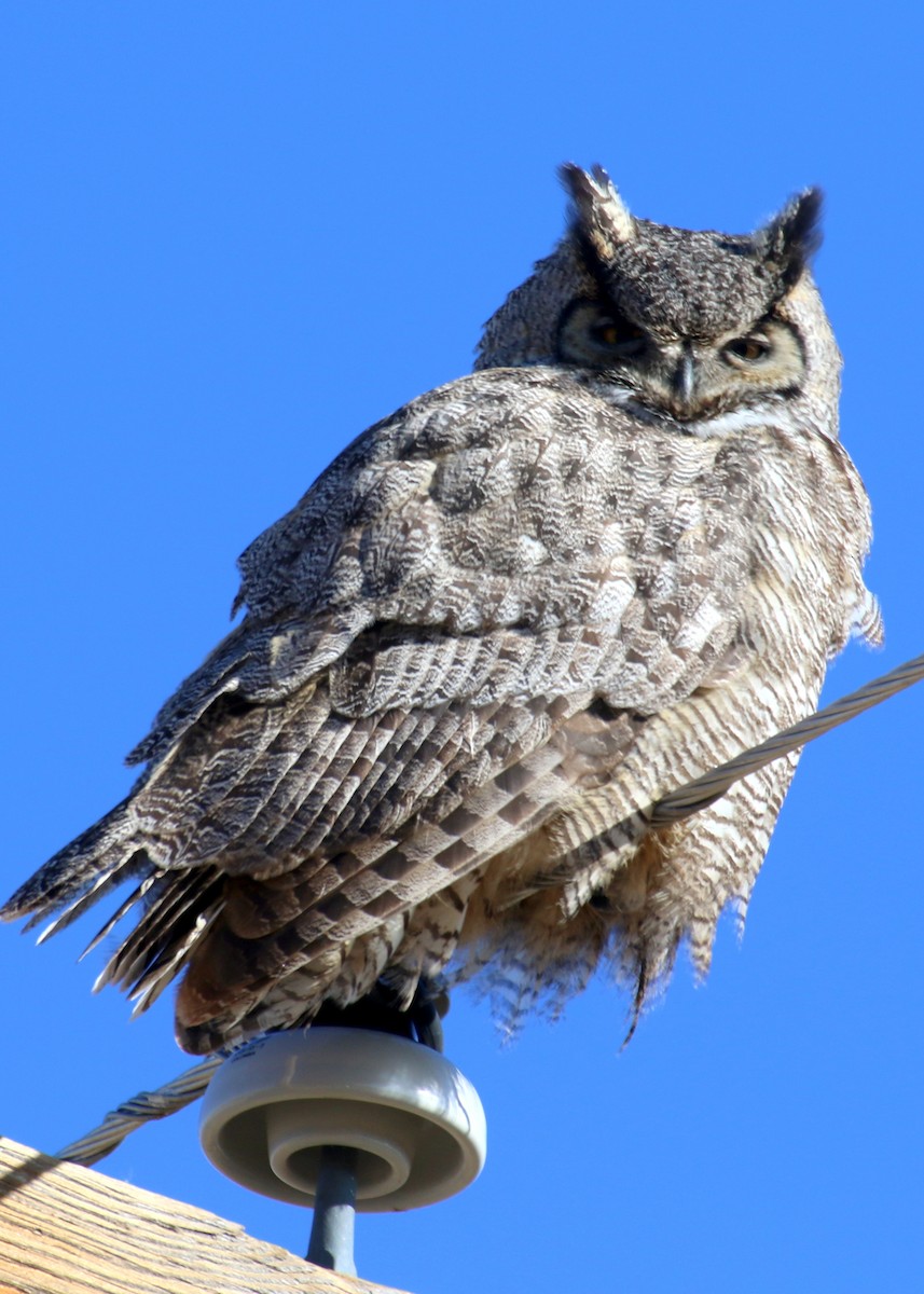 Great Horned Owl - ML132539651