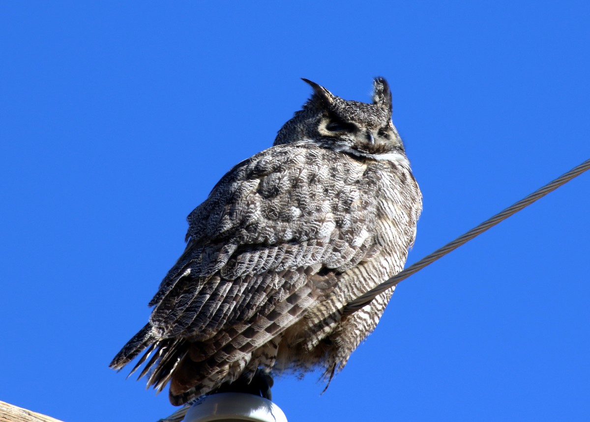 Great Horned Owl - ML132539681