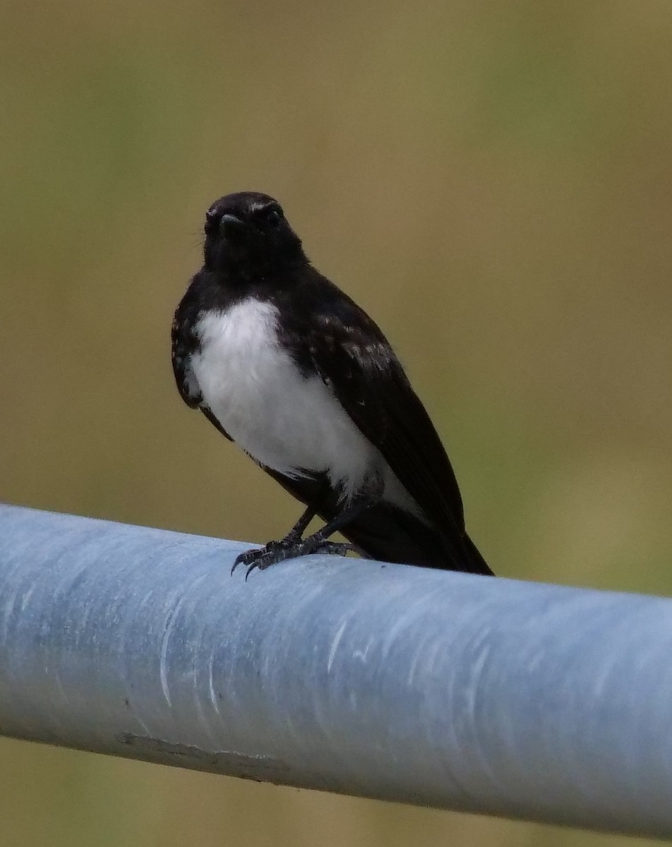 Willie-wagtail - Peter Lowe