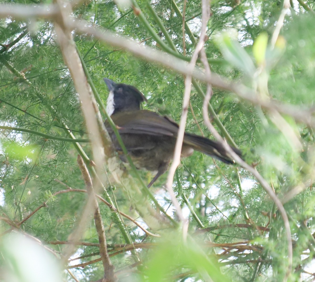 Eastern Whipbird - ML132541151