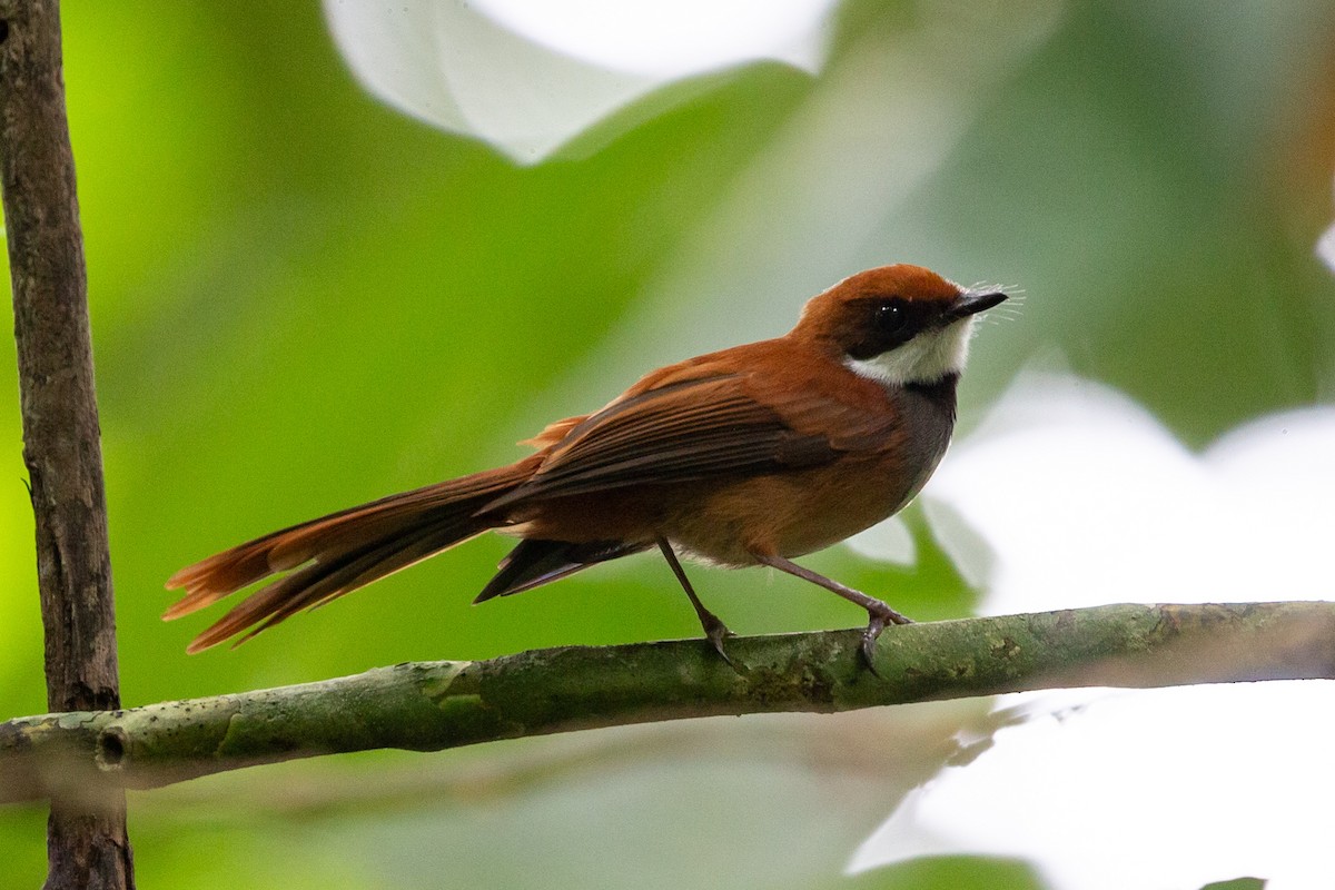 Palau Fantail - Robert Tizard