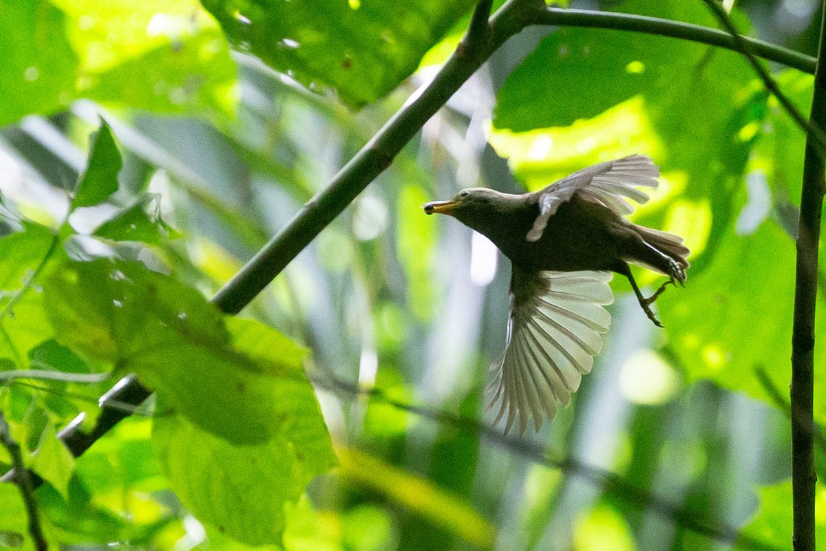 Giant White-eye - ML132544851