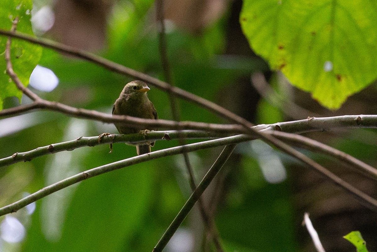 Giant White-eye - ML132544911