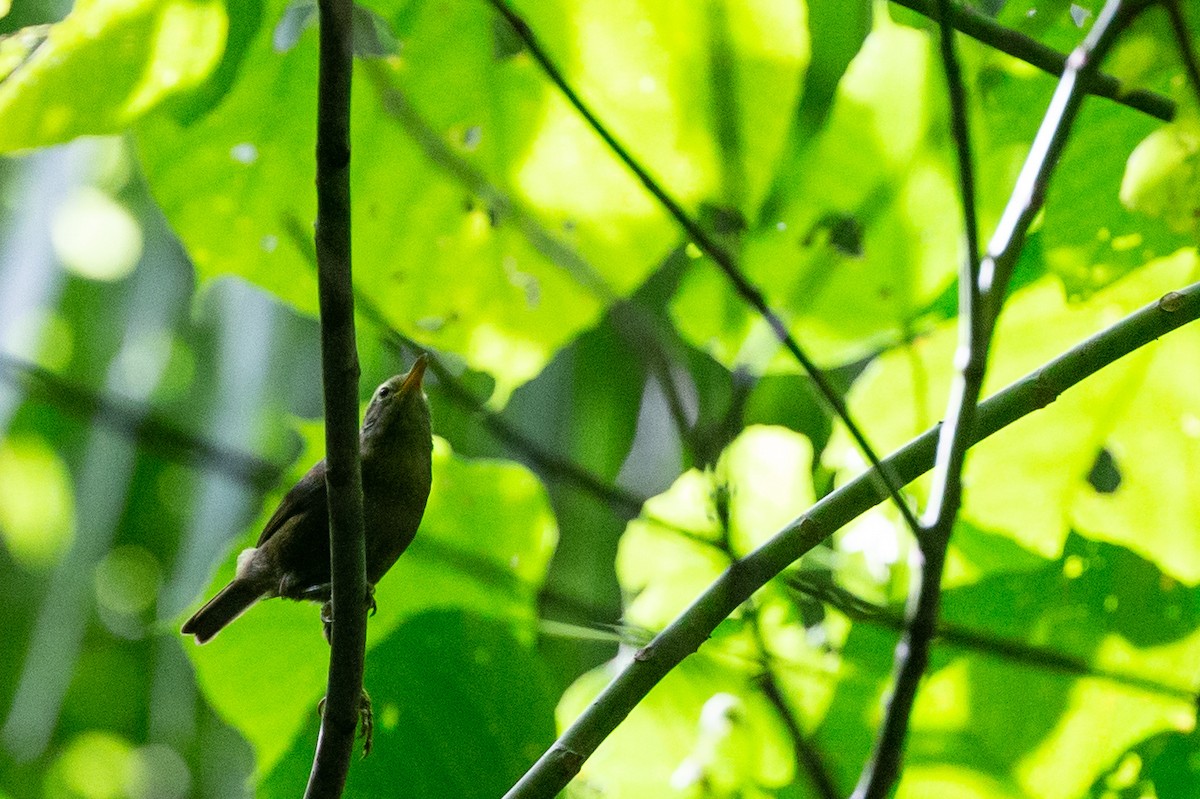 Giant White-eye - ML132545001