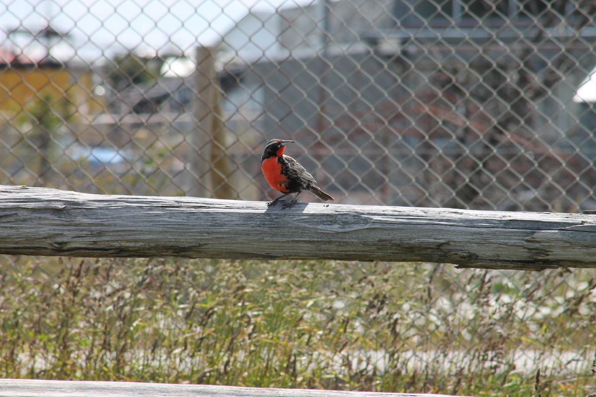 Long-tailed Meadowlark - ML132545501