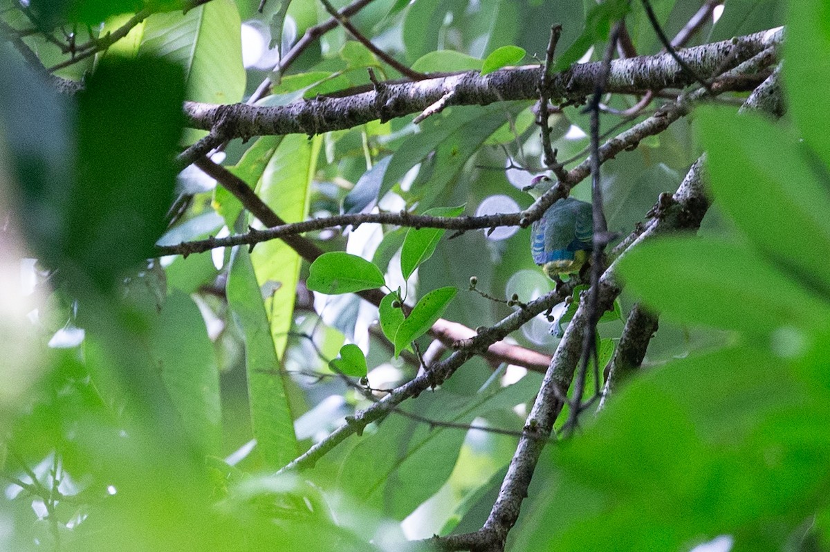 Palau Fruit-Dove - ML132545691