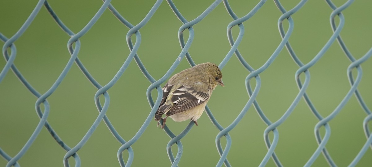 Lesser Goldfinch - ML132548111