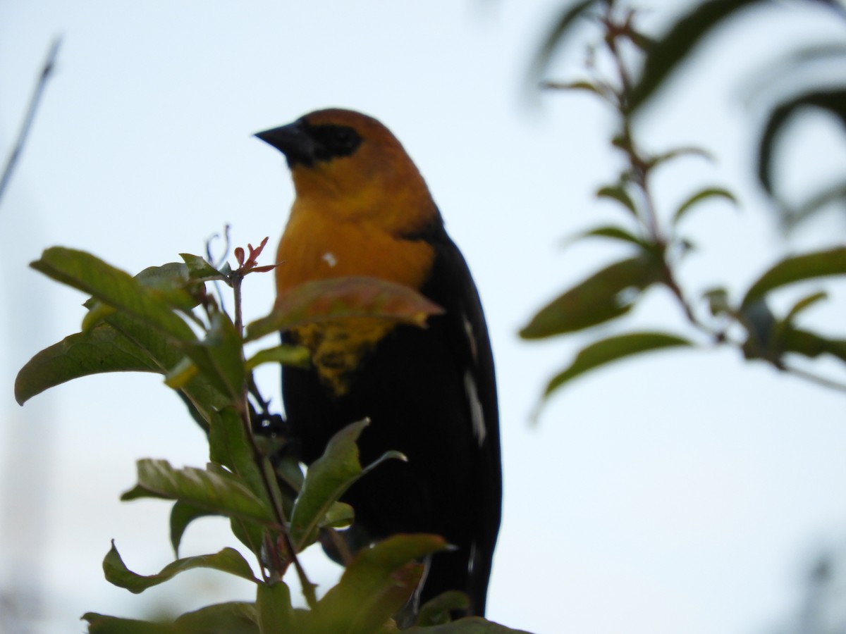 Yellow-headed Blackbird - ML132549641