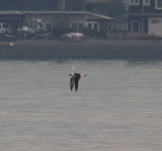 Laysan Albatross - Bradley Waggoner