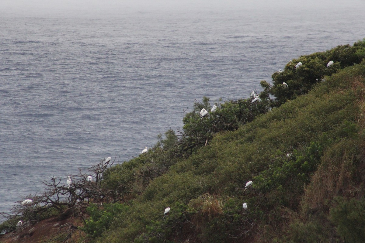Red-footed Booby - ML132551791