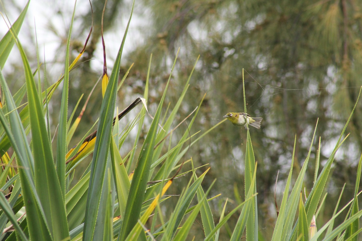 Warbling White-eye - ML132552011