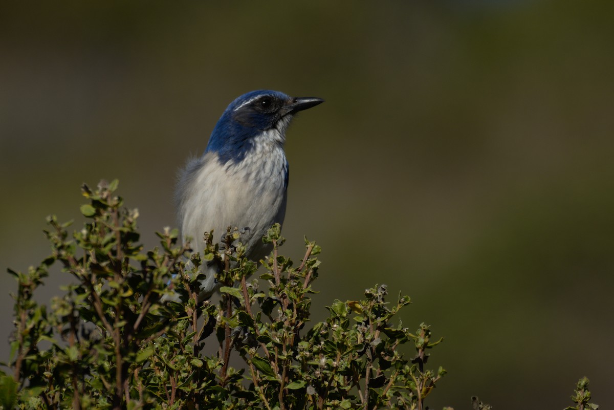 California Scrub-Jay - ML132552271